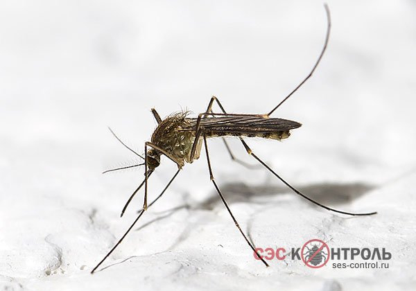 Укус комара. Симптомы, лечение и способы защиты от комаров